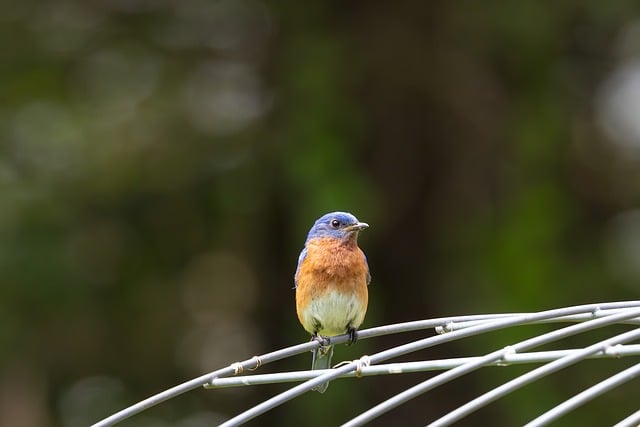 Free download bird bluebird wildlife ornithology free picture to be edited with GIMP free online image editor
