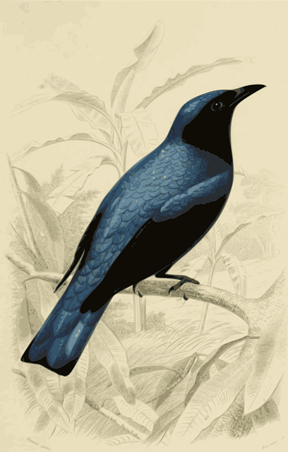 Free download Bird Blue Engraving - Free vector graphic on Pixabay free illustration to be edited with GIMP free online image editor