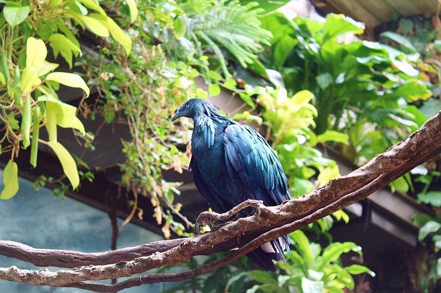 Free picture Bird Blue Jungle -  to be edited by GIMP free image editor by OffiDocs