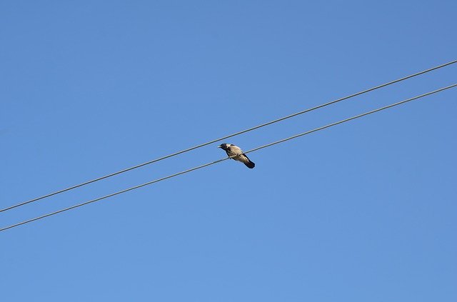 Free download Bird Blue Minimalism -  free photo or picture to be edited with GIMP online image editor