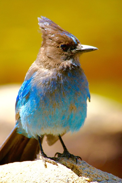 Free download bird blue na nature wildlife free picture to be edited with GIMP free online image editor