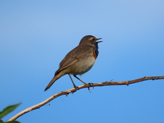 Descarga gratuita Bird Bluethroat Amstelveen: foto o imagen gratuita para editar con el editor de imágenes en línea GIMP