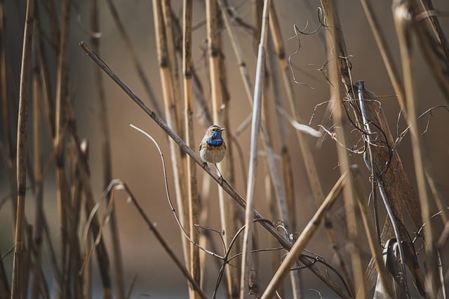Free download bird bluethroat ornithology avian free picture to be edited with GIMP free online image editor