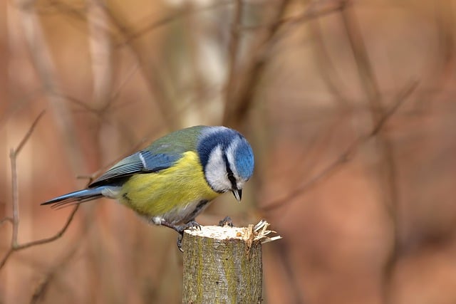 Free download bird blue tit branch feed tree free picture to be edited with GIMP free online image editor