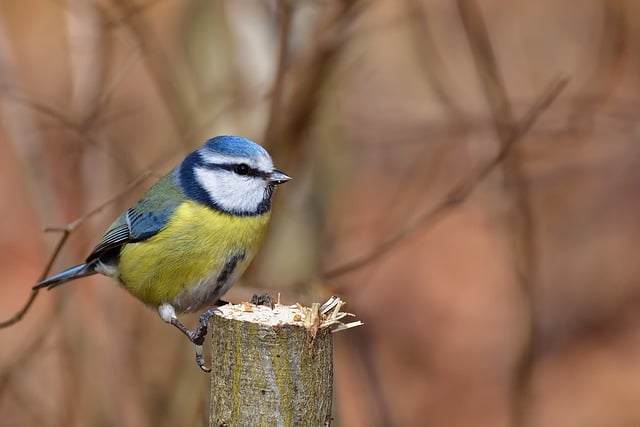 Free download bird blue tit branch tree park free picture to be edited with GIMP free online image editor
