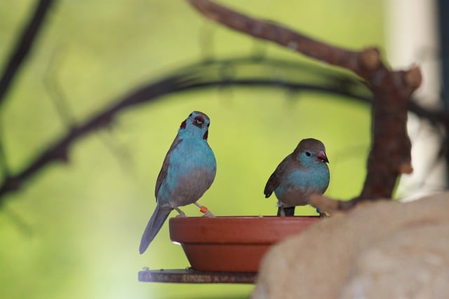 Free download bird blue tit feeder avian free picture to be edited with GIMP free online image editor