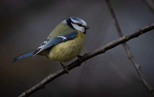Free download bird blue tit ornithology animal free picture to be edited with GIMP free online image editor
