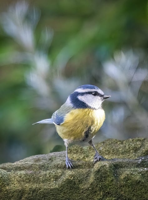 Free download bird blue tit ornithology plumage free picture to be edited with GIMP free online image editor