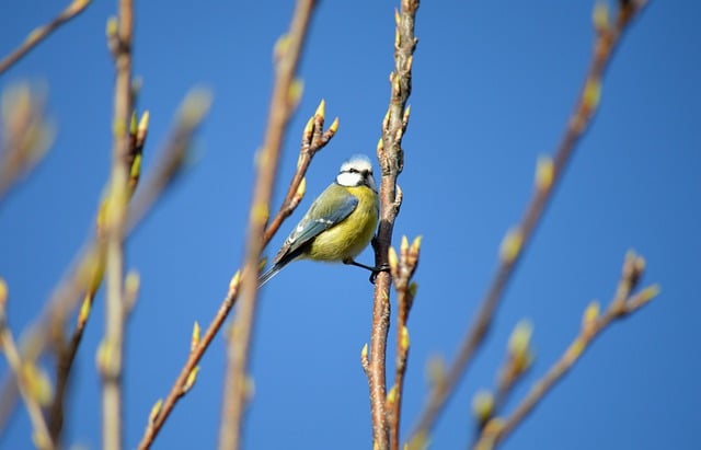 Free download bird blue tit songbird free picture to be edited with GIMP free online image editor