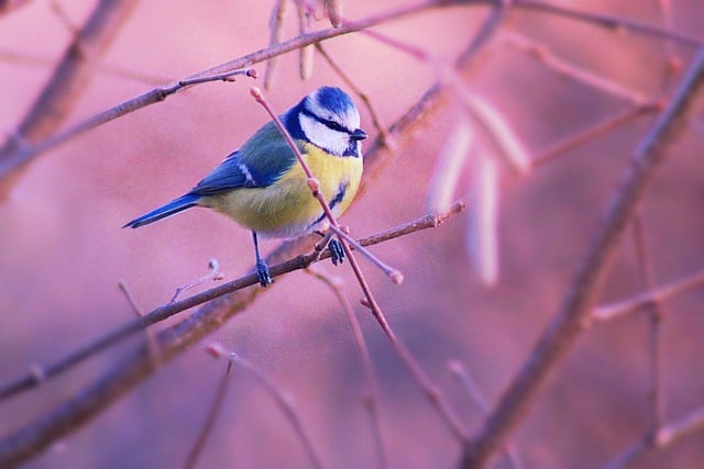 Free graphic bird blue tit songbird plumage to be edited by GIMP free image editor by OffiDocs