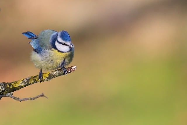 Free download bird blue tit tit branch animal free picture to be edited with GIMP free online image editor