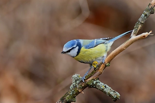 Free download bird blue tit tit branch park free picture to be edited with GIMP free online image editor