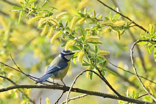 Free download bird blue tit tit branch spring free picture to be edited with GIMP free online image editor