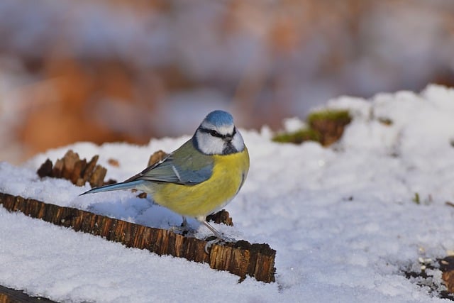 Free download bird blue tit tit snow park free picture to be edited with GIMP free online image editor