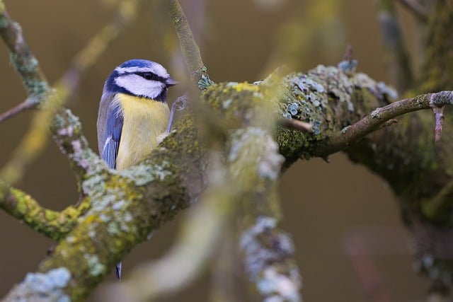 Free download bird blue tit tit tree animal free picture to be edited with GIMP free online image editor