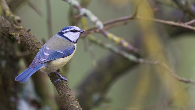 Free download bird blue tit tree tit animal free picture to be edited with GIMP free online image editor
