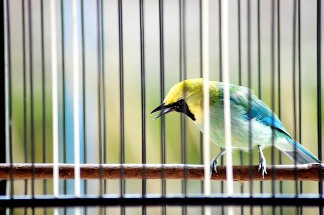 Free graphic bird blue winged leafbird animal to be edited by GIMP free image editor by OffiDocs