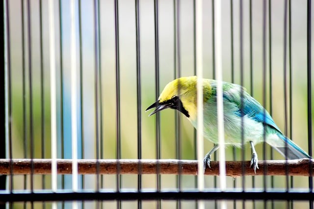 Free download bird blue winged leafbird animal free picture to be edited with GIMP free online image editor