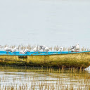 Bird boat  screen for extension Chrome web store in OffiDocs Chromium