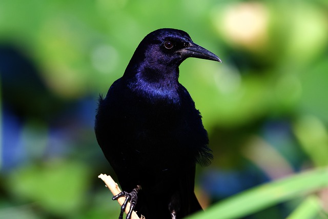Free download bird boat tailed grackle black bird free picture to be edited with GIMP free online image editor