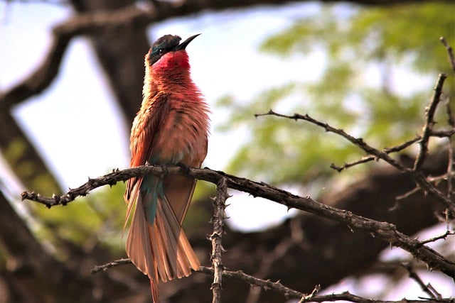 Download gratuito Bird Branch - foto o immagine gratuita da modificare con l'editor di immagini online di GIMP