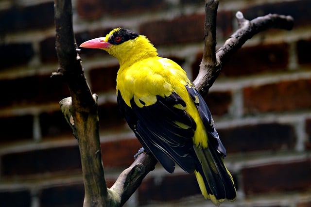 Free download bird branch beak feathers plumage free picture to be edited with GIMP free online image editor
