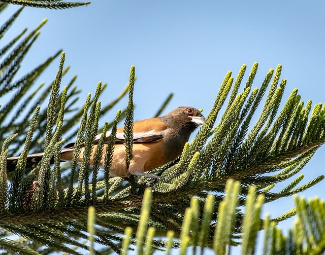 Free download bird branch nature wallpaper free picture to be edited with GIMP free online image editor