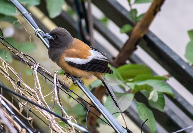 Free download bird branch perched rufous treepie free picture to be edited with GIMP free online image editor