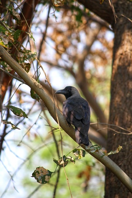Free download bird branch tree perched avian free picture to be edited with GIMP free online image editor
