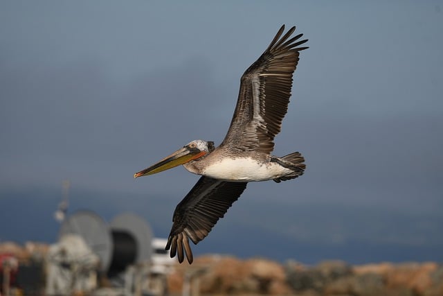 Free download bird brown pelican wings wildlife free picture to be edited with GIMP free online image editor
