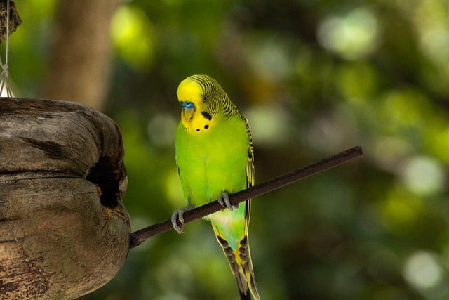 Free download bird budgie ornithology species free picture to be edited with GIMP free online image editor