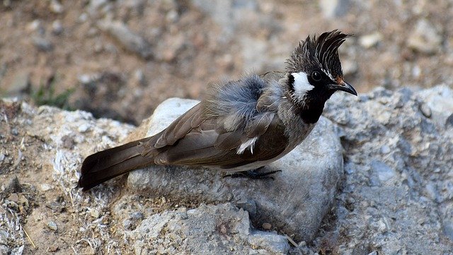 Free download Bird Bulbul Nature -  free photo or picture to be edited with GIMP online image editor