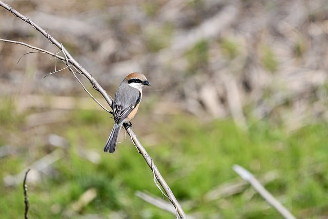 Free download bird bull headed shrike shrike free picture to be edited with GIMP free online image editor