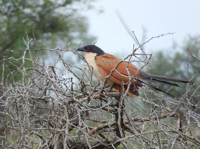 Free picture Bird Bush Coucal -  to be edited by GIMP free image editor by OffiDocs