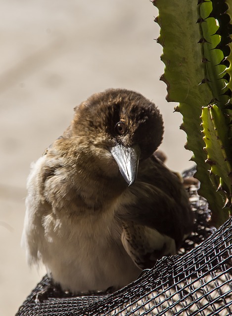Free download bird butcherbird ornithology beak free picture to be edited with GIMP free online image editor