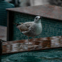 Bird by the pool  screen for extension Chrome web store in OffiDocs Chromium
