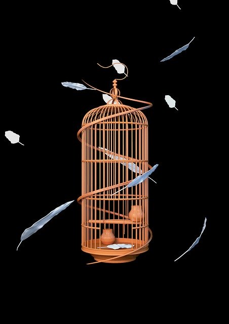 Free download Birdcage Feather -  free illustration to be edited with GIMP free online image editor