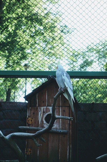 Free download Bird Cage Parrot -  free photo or picture to be edited with GIMP online image editor