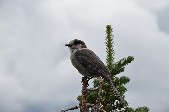 Descărcare gratuită Bird Canada Nature - fotografie sau imagine gratuită pentru a fi editată cu editorul de imagini online GIMP