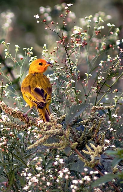 Бесплатно скачать орнитологические виды птиц, канарейок, бесплатное изображение для редактирования в GIMP, бесплатный онлайн-редактор изображений