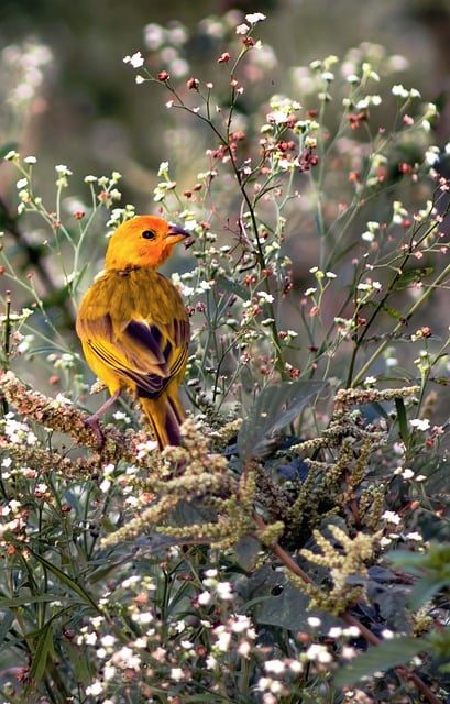 Free download bird canary ornithology species free picture to be edited with GIMP free online image editor