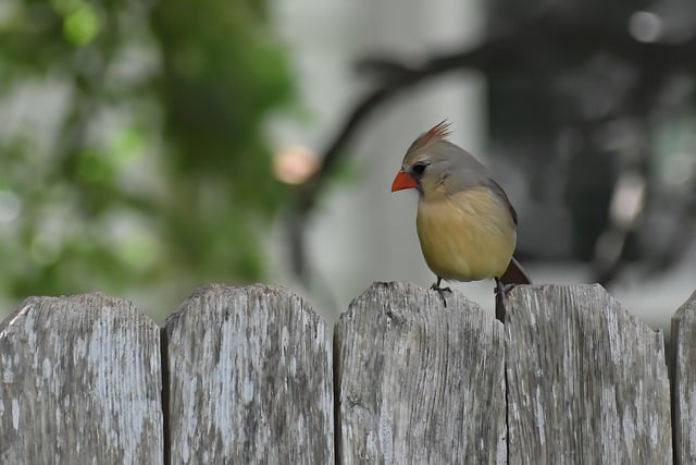 Free download bird cardinal female bird animal free picture to be edited with GIMP free online image editor