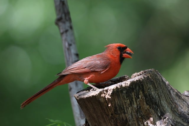 Free download bird cardinal ornithology red free picture to be edited with GIMP free online image editor