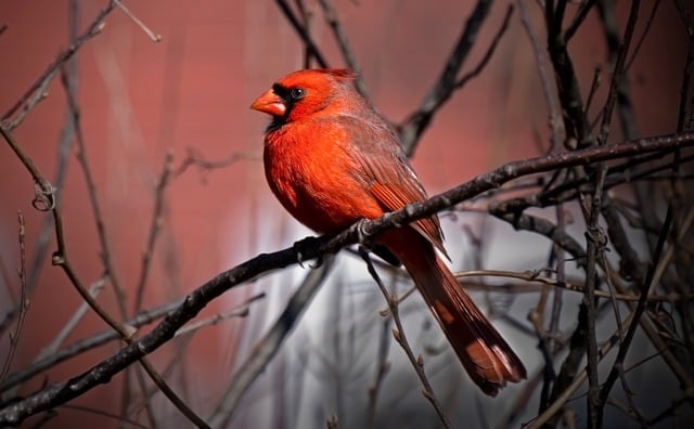 Free download bird cardinal ornithology songbird free picture to be edited with GIMP free online image editor