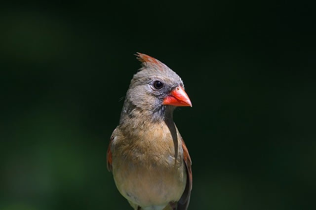 Free download bird cardinal ornithology species free picture to be edited with GIMP free online image editor