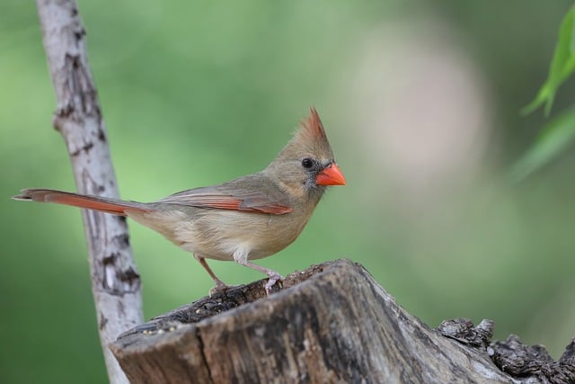 Free download bird cardinal redbird peak plumage free picture to be edited with GIMP free online image editor