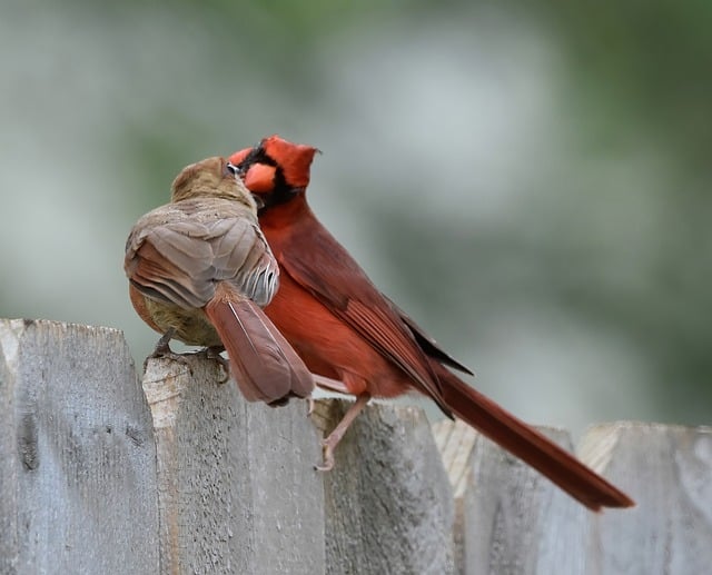 Free download bird cardinal wildlife avian free picture to be edited with GIMP free online image editor