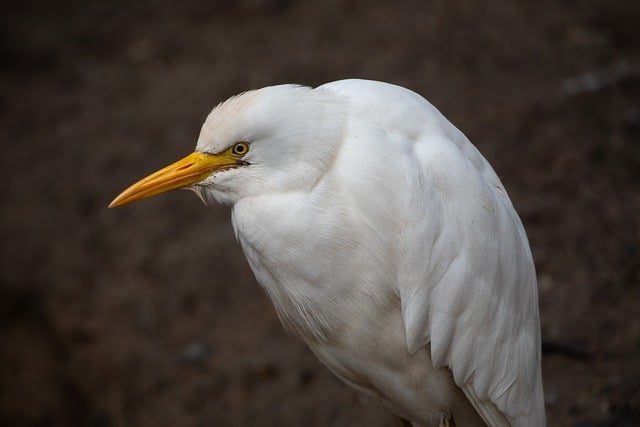 Free download bird cattle egret ornithology free picture to be edited with GIMP free online image editor