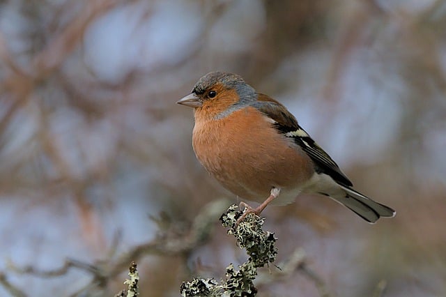 Free download bird chaffinch eyeworth free picture to be edited with GIMP free online image editor