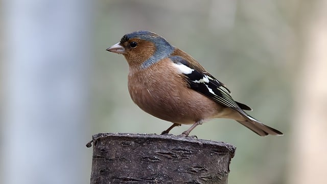 Free download bird chaffinch finch bird watching free picture to be edited with GIMP free online image editor